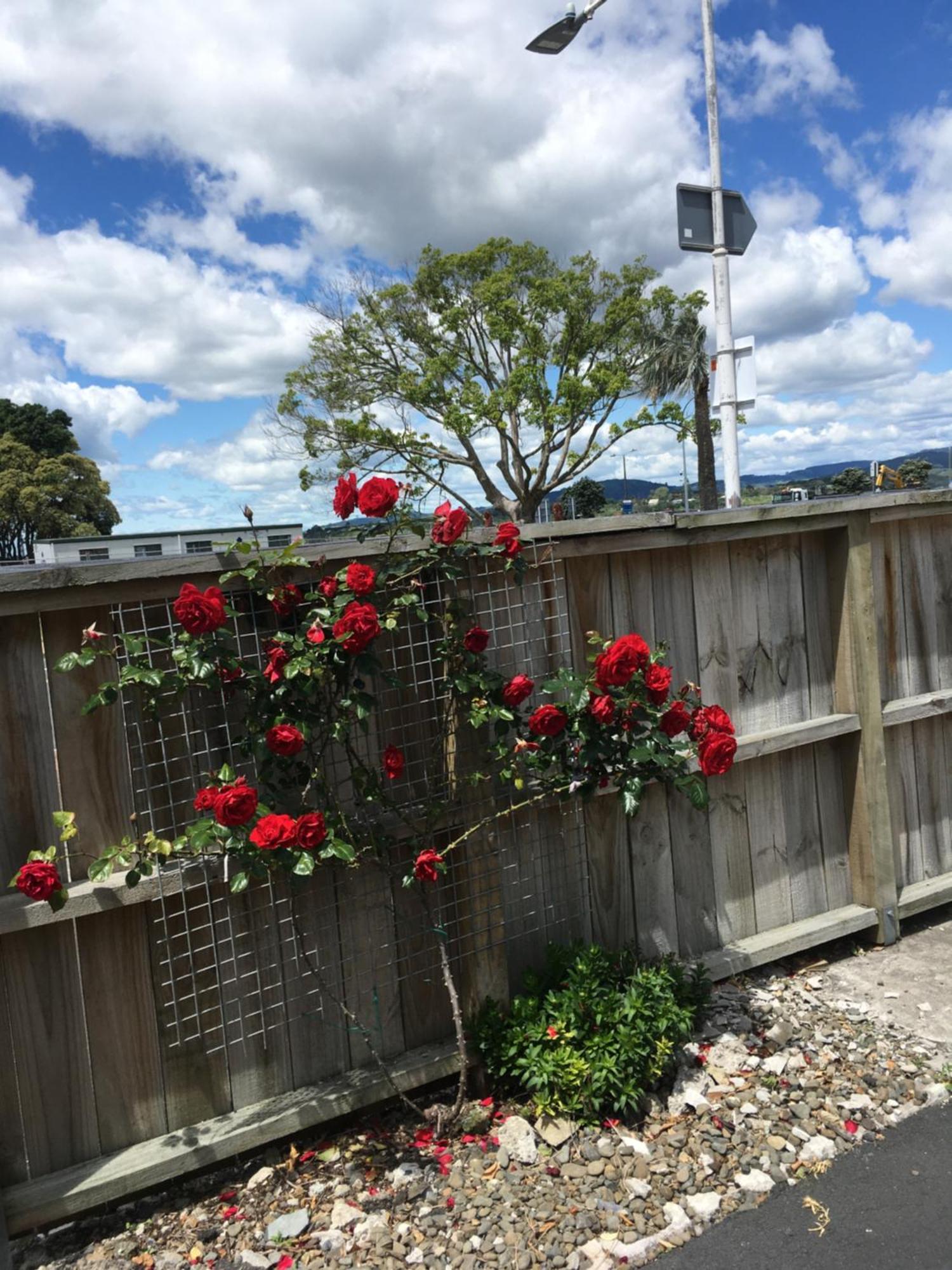 Strand Motel Tauranga Exterior photo